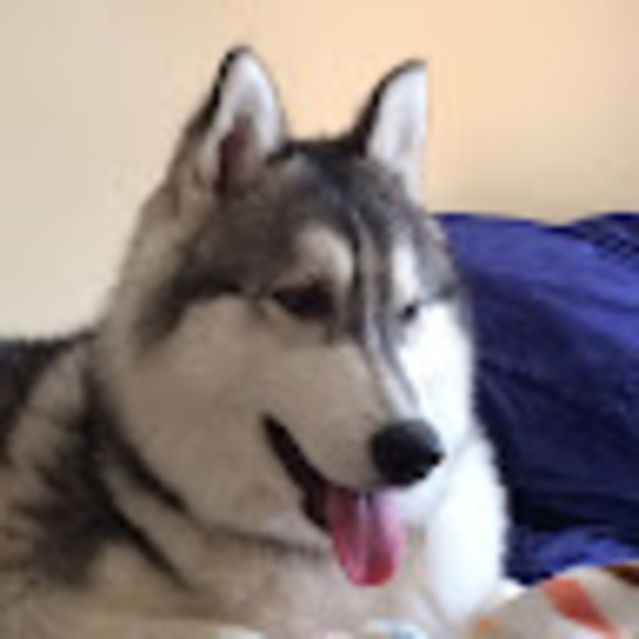 katwolfy